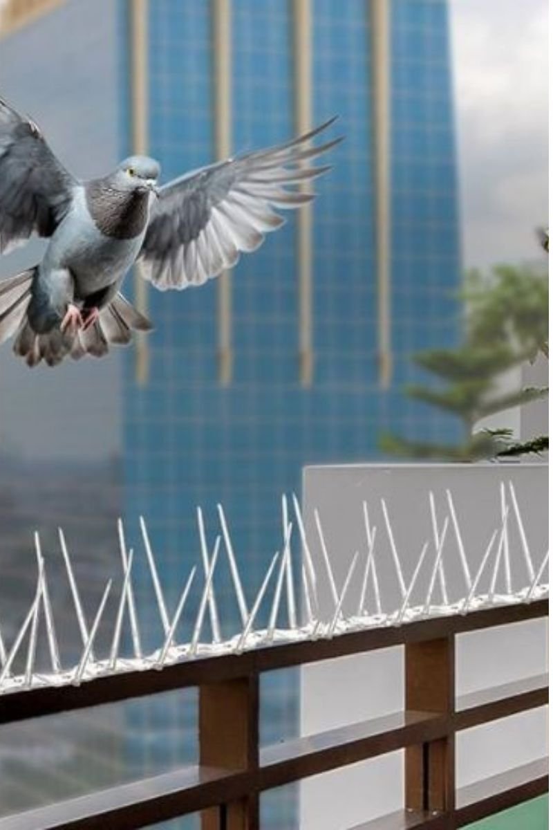 Bird Spikes