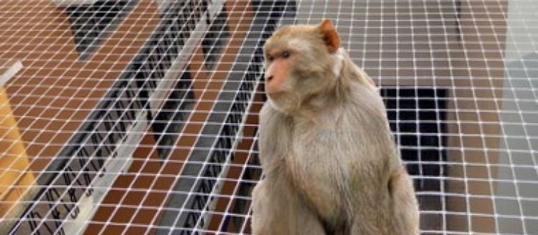 Monkey Protection Nets